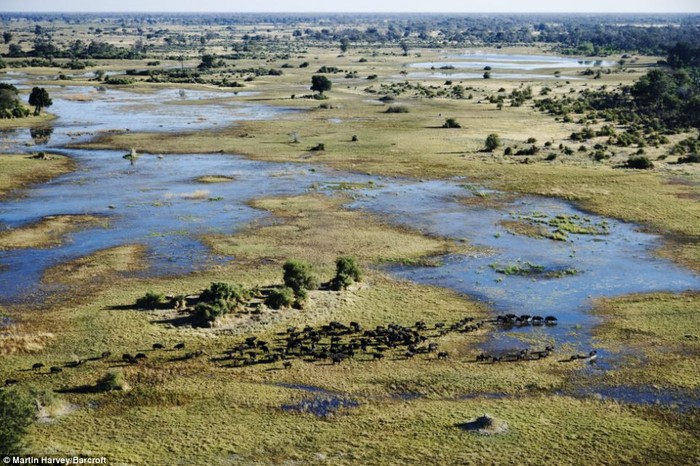 Đàn voi châu Phi ở Botswana.