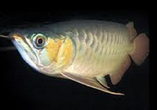 Cá mơn (Scleropages formusus)