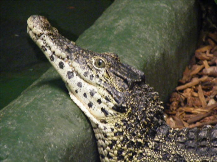 Cá sấu hoa cà - Crocodylus porosus Schneider, 1801