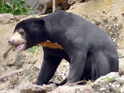 Gấu chó - Ursus malayanus Raffles, 1821