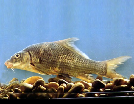 Cá chép gốc (Procypris merus Lin)