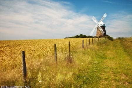 Cảnh nông thôn thanh bình với chiếc cối xay gió và cánh đồng lúa mì vàng óng ở Chichester, West Sussex.
