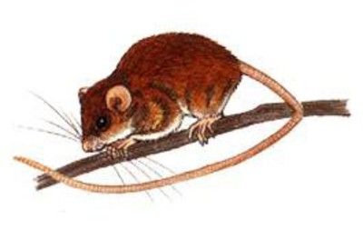 Chuột nhắt cây (Ảnh minh họa)