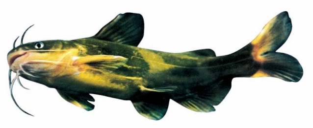 Cá bò râu (Ảnh minh họa)