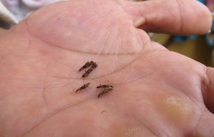 Con “côn trùng lạ”được người dân tại khu định cư nghi là thủ phạm to bằng con kiến lửa với cái đuôi với 2 cái móc rất giống với đuôi bọ cạp.