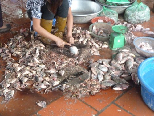 Những người buôn cá đã tận dụng những loại cá nhỏ đã ươn thối thế này để lọc lấy thịt giao cho những cửa hàng bán bún cá. (Ảnh chụp trong một khu chợ ở Cầu Giấy, Hà Nội).
