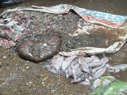 Hiện trường bãi lọc cá khi chưa thu dọn xong. Thịt cá đã được lọc để lẫn lộn với phân và ruột cá.