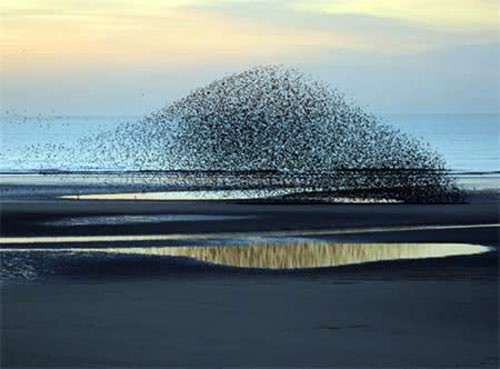 Đàn chim đang di tản trên bãi biển ở Blackpool, Anh.