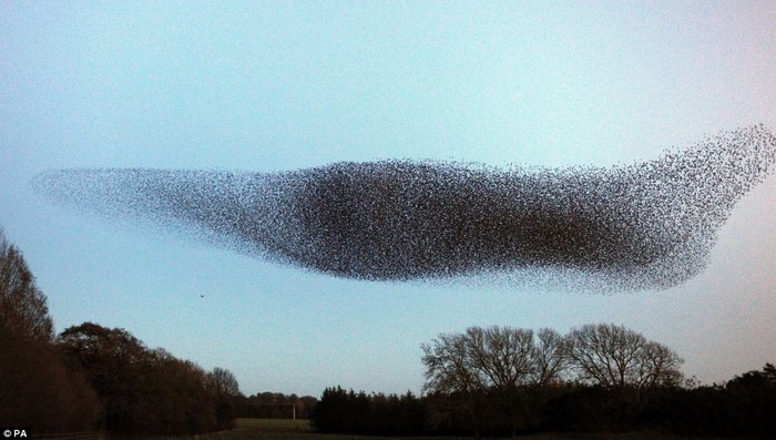 Hàng triệu con chim sáo đá đã tập hợp lại thành một đàn khổng lồ và tạo ra những hình ảnh biến hóa vô cùng hấp dẫn.