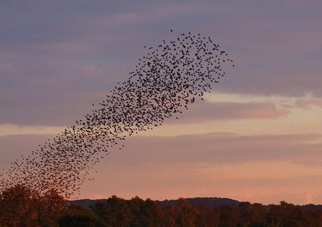 Đàn chim đang đang di tản tạo nên hình ảnh như một ống khói đen trên bầu trời chiều hoàng hôn tuyệt đẹp ở Ham Wall, Somerset.