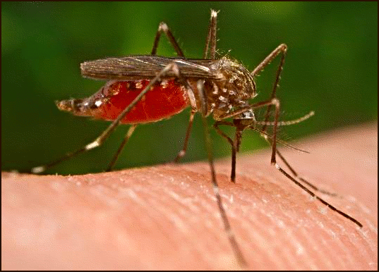 Một số loài muỗi có khả năng là vật trung gian truyền bệnh giữa người với người, hay giữa động vật và người. Các bệnh do muỗi truyền có thể gây tử vong cao gồm sốt xuất huyết, sốt rét, sốt vàng da ...