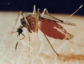 Ở Việt Nam, vào mùa hè và mùa mưa hàng năm, sự phát triển của muỗi thường xuyên gây nên các dịch bệnh làm tử vong nhiều bệnh nhân. Mùa hè năm 2004, có vài chục nghìn người Việt Nam bị nhiễm bệnh sốt xuất huyết, trong đó có vài chục ca tử vong, do muỗi truyền. Trên thế giới, có khoảng hơn nửa tỷ người mắc bệnh sốt rét hàng năm, tập trung ở Châu Phi, với thủ phạm truyền bệnh là muỗi.