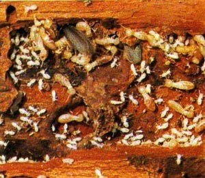 2. Mối là một nhóm côn trùng, có họ hàng gần với gián. Mối là côn trùng hoạt động ẩn náu, theo đàn. Trên thế giới có hơn 2700 loài mối, thường thấy nhất là mối nhà, mối đất cánh đen. Cuối tháng 5, đầu tháng 6 là mùa sinh sản chính của mối.