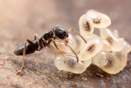 3. Kiến (tên khoa học: Formicidae) là một họ côn trùng thuộc bộ Cánh màng, kiến được tìm thấy trên tất cả các lục địa trừ Nam Cực.