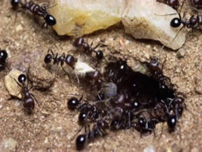 Loài kiến khi di chuyển rồi bò vào thức ăn mang theo một lượng vi khuẩn lớn ảnh hưởng đến con người và là tác nhân truyền bệnh gián tiếp, đó là cách bệnh như: Tiêu chảy, dịch sốt, ho… Không chỉ có vậy khi bị kiến đốt con bị phát ban, gây mẩm ngứa, dị ứng rất nguy hiểm đến tính mạng.