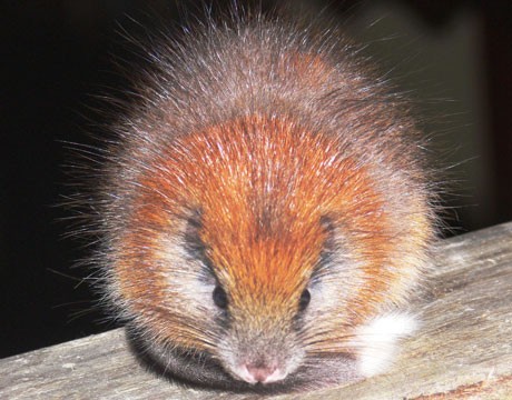 Chuột cây mào đỏ: Chuột cây mào đỏ có tên khoa học là Santamartamys rufodorsalis thuộc lớp gặm nhấm cỡ nhỏ. Giới khoa học mới chỉ phát hiện được 2 cá thể chuột cây mào đỏ vào năm 1898 trên dãy núi Santa Marta tại Colombia.