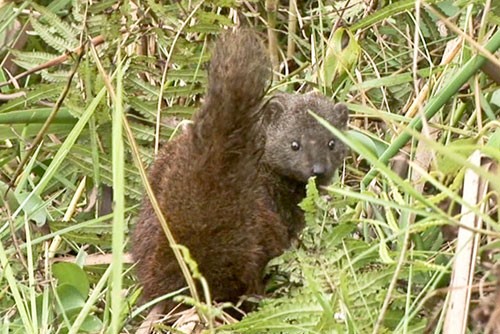 Cầy Salanoia durrelli: Cầy Salanoia durrelli là loài động vật có vú của Madagasca sinh sống duy nhất tại khu vực Lac Alaotra. Cầy Salanoia có họ hàng gần với loài cầy mangut.