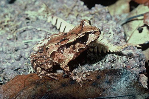 Ếch Archey: Ếch Archey có tên khoa học Leiopelma archeyi là loài ếch bản địa đầu tiên của New Zealand. Loài ếch này mang những đặc điểm cấu tạo tương tự như các hóa thạch ếch sống cách đây 150 triệu năm.