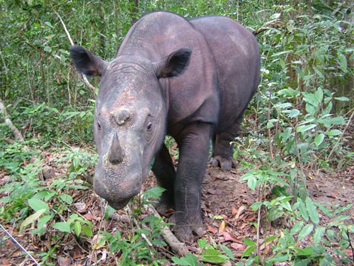 Tê giác Sumatra: Tê giác Sumatra với tên khoa học Diceros sumatrensis là loài tê giác cỡ nhỏ sinh sống chủ yếu trong các cánh rừng nhiệt đới của Indonesia và Malaysia. Tuy nhiên hiện nay, quần thể tê giác Sumatra ngày càng sụt giảm mạnh do mất môi trường sống và nạn săn bắn trái phép hoành hành.