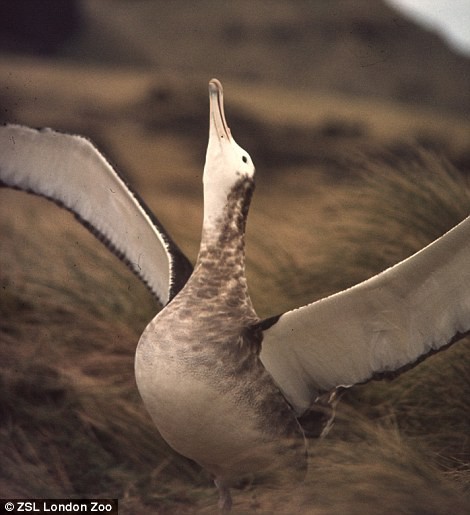 Chim hải âu Amsterdam: Trong các tài liệu khoa học chim hải âu Amsterdam còn được biết tới với cái tên Diomedea amsterdamensis. Chúng thuộc giống chim hải âu cỡ lớn, chỉ sinh sống trên hòn đảo Amsterdam nằm phía nam Ấn Độ Dương.