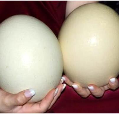 Ngoài ra trứng đà điểu còn giàu vitamin E và axít pantothenic, sắt. Ví dụ một quả trứng gà có chứa 91 mg sắt còn một quả trứng đà điểu có chứa 111 mg hay một quả trứng gà chứa 490 mg manhe trong khi đó ở đà điều là 540 mg.