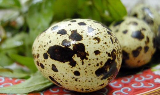 5. Trứng cút: So với trứng gà và trứng vịt thì trứng cút có kích cỡ nhỏ hơn nhiều. Thường thì một quả trứng cút chỉ nặng có khoảng 8,5g. Tuy nhiên trứng cút lại giàu dưỡng chất nhất so với trứng gà và trứng vịt. Một quả trứng cút có chứa đến 14 đơn vị calo, 1,2g protein và 1g chất béo. Bên cạnh đó, trong trứng cút còn có chứa những loại amino axít, khoáng chất, vitamin tương tự như trứng gà và trứng vịt.