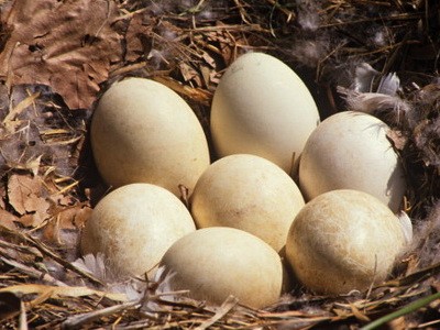 6. Trứng ngỗng: Trứng ngỗng (Goose egg) là thực phẩm được phụ nữ ưa chuộng, lớn gấp 3 lần trứng gà, vỏ dày và cứng hơn. Vừa làm thực phẩm lại kiêm chức năng dùng cho mục đích trang trí lễ Phục sinh. Về mặt dinh dưỡng, trứng ngỗng gần giống trứng gà và trứng vịt. Ví dụ chất đạm (protein) trong trứng ngỗng thấp hơn trứng gà, trứng vịt nhưng lipid lại cao hơn, tuy nhiên trứng ngỗng lại có mùi vị không được như ý, và đôi khi còn gây khó chịu.