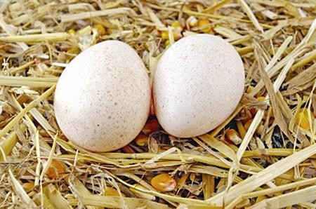 2. Trứng gà tây: Trứng gà tây (Turkey egg) là loại thực phẩm có hương vị thơm ngon và bổ dưỡng. Những người nuôi gà tây thường ít khi bán trứng, dùng để ấp cho ra đời những chú gà con mang lại giá trị kinh tế cao. Theo nghiên cứu, trứng gà tây có hương vị thơm ngon hơn trứng gà và kích thước lớn gấp 1,5 lần so với trứng gà thông thường.