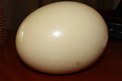 4. Trứng đà điểu: Trứng đà điểu (Ostrich egg) được người Mỹ dùng khá phổ biến từ thời Phoenicia (nền văn minh cổ đại dọc eo biển Libăng, Xiri và Bắc Israel từ năm 1550 trước Công nguyên). Mỗi quả trứng đà điểu đủ cho 10 người ăn, tương đương 30 quả trứng gà, nặng trên 2,2 kg, nếu luộc phải mất trên tiếng rưỡi mới chín.
