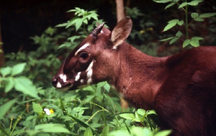 Đây là một trong những loài thú hiếm nhất trên thế giới và sao la được xếp hạng ở mức Nguy cấp (có nguy cơ tuyệt chủng trong tự nhiên rất cao) trong Sách đỏ của Liên minh Bảo tồn Thế giới (IUCN) và trong Sách đỏ Việt Nam.