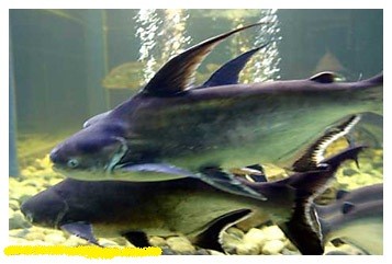 Cá vồ cờ (danh pháp khoa học: Pangasius sanitwongsei) là một loài cá nước ngọt thuộc họ Cá tra (Pangasiidae) của bộ Cá da trơn (Siluriformes), sinh sống trong lưu vực sông Chao Phraya và Mê Kông. Loài cá này là cá ăn đáy. Cá được mệnh danh là “thủy quái” trên dòng Mekong vì vóc dáng khổng lồ và sự hung hãn. Gọi là vồ cờ vì cái vây trên lưng cá vươn cao như ngọn cờ, lúc nó bơi, rẽ sóng như cá mập.