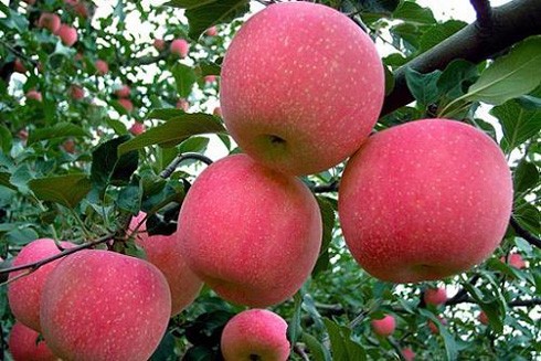 7. Táo Trung Quốc: Loại táo Fuji có xuất xứ từ Yên Đài, Trung Quốc cách đây không lâu rất được ưa chuộng ở Việt Nam. Loại táo này có màu sắc đẹp, vỏ bóng, ăn giòn, sản lượng cả triệu tấn mỗi năm.