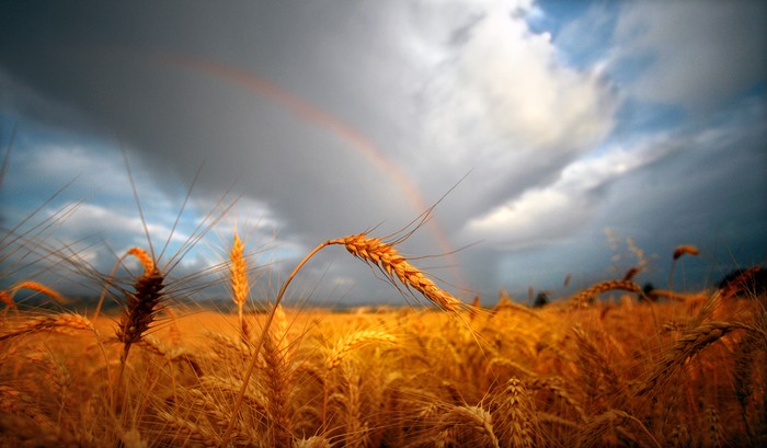 Một chiếc cầu vồng hiện ra sau những bông lúa mì đang tắm nắng trên cánh đồng ở phía Đông Walla Walla, Washington, 16/07/2012. Nhiệt độ lên đến hơn 37 độ C đã khiến cánh đồng lúa mì ngả sang màu vàng khi thời điểm thu hoạch đang đến gần.