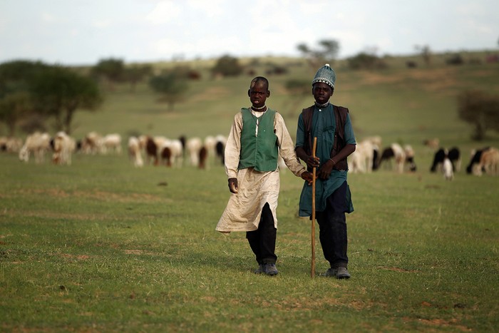 Hai chàng trai chăn bò trên cánh đồng cỏ ở gần Bermo, Niger, 16/07/2012.