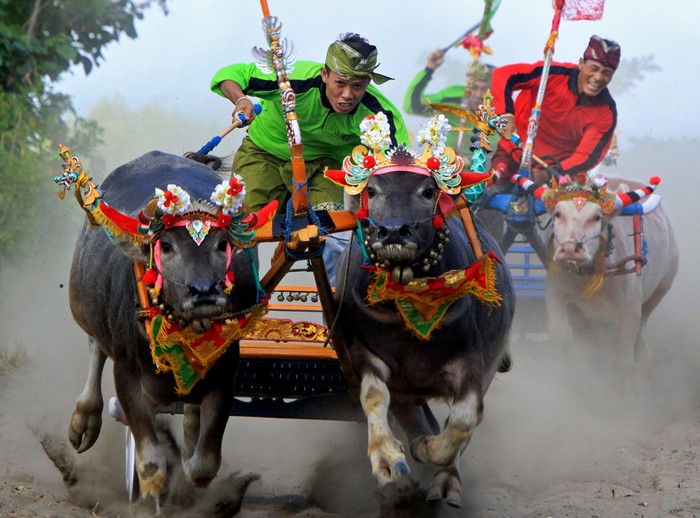 Lễ hội đua trâu ở Jembrana, Bali, Indonesia, 12/08/2012. Có hơn 300 con trâu tham gia vào lễ hội “Mekepung” (đua trâu), một nghi thức cảm ơn thần linh sau mùa vụ thành công.