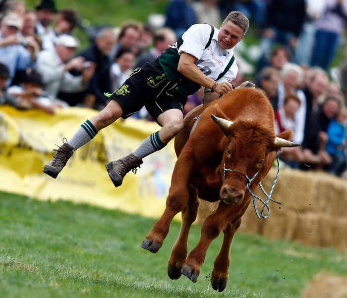 Một người nông dân tham gia lễ hội đua bò truyền thống ở làng Muensing, miền Nam vùng Bavarian, Đức, 26/08/2012.