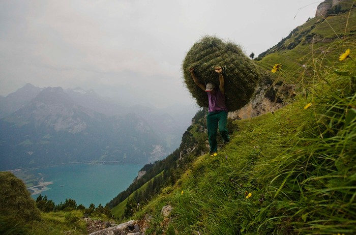Anh nông dân người Thuỵ Sĩ Kari Gisler vác bó cỏ sau khi phơi khô trên núi Rophaien ở Flueelen, Thuỵ Sĩ, 20/08/2012. Truyền thống phơi cỏ khô ở miền Trung Thuỵ Sĩ đã có từ cách đây 200 nằm ở trên các núi cao nơi mà súc vật không thể lên đến.
