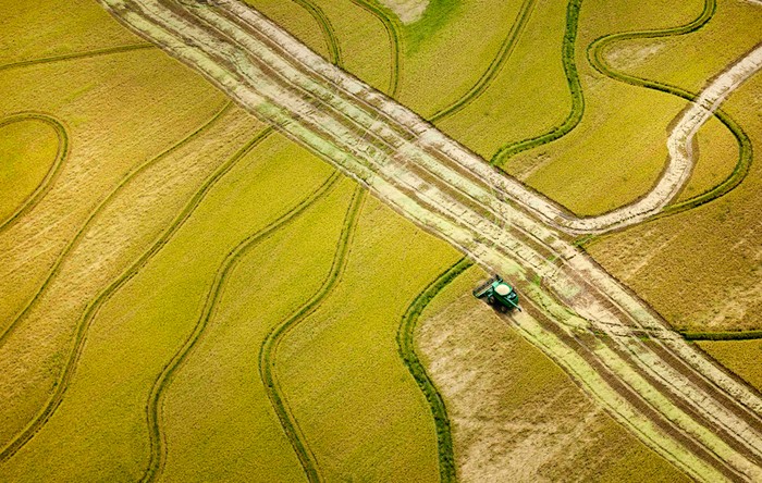 Một chiếc máy thu hoạch phức hợp đang cắt lúa trên cánh đồng ở gần Tucker, Arkansas, 16/08/2012.