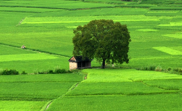 Bên phía phải của tấm ảnh có một người nông dân đang trở về nhà ở làng Khokana, Nepal, 04/09/2012.