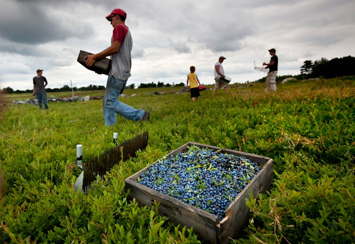 Công nhân thu hoạch quả việt quất dại tại nông trại Ridgeberry ở Appleton, Maine, 27/07/2012.
