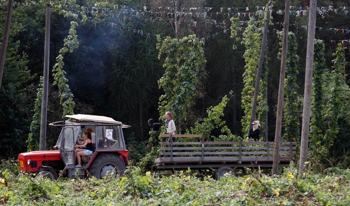 Một nông dân đang thu hoạch cây hoa bia ở Rocov, CH Séc, 30/08/2012.