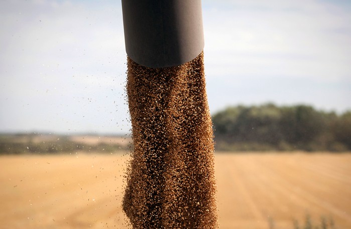 Lúa mì đang được đổ lên thùng xe tải trên cánh đồng ở Great Wilbraham, Anh, 18/07/2012.
