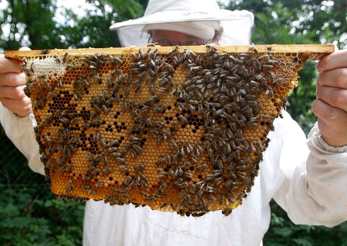 Felix Munk, người đứng đầu trang trại nuôi ong Stadtimker, cầm trên tay một tổ ong ở Vienna, Áo, 11/07/2012.