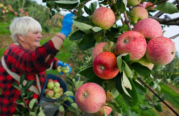 Một công nhân làm việc theo mùa đến từ Ba Lan hái táo tại nông trại Obsthof Herzberg ở Frankfurt/Oder, Đức, gần biên giới với Ba Lan, 31/07/2012.