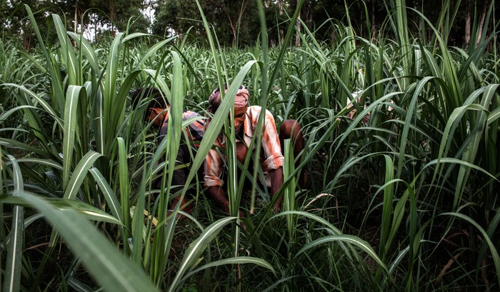 Công nhân làm cỏ trên cánh đồng mía ở làng Satnapur, Ấn Độ, 28/06/2012.