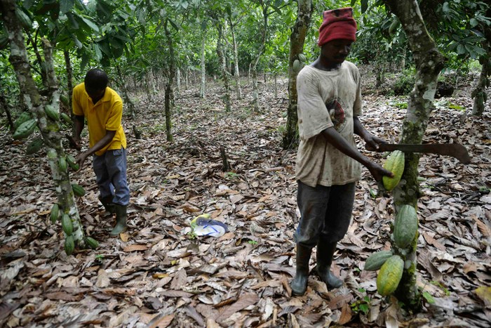 Công nhân hái quả ca cao ở Sekyere, Ghana, 25/07/2012.