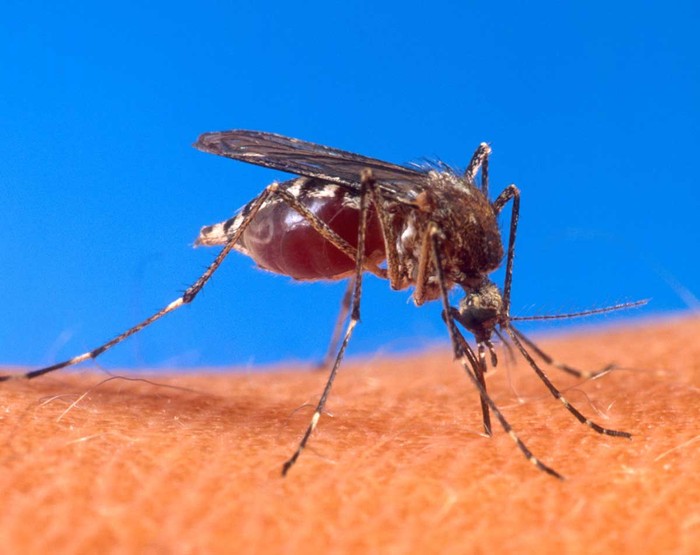 5. Muỗi: Muỗi là loài côn trung hút máy và truyền bệnh lây nhiễm cho con người phổ biến nhất trong cuộc sống mà con người thường gặp phải.