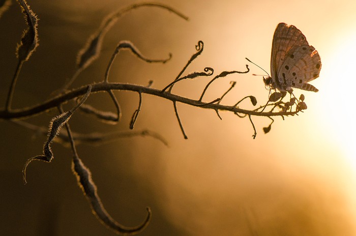 Butterfly at sunset (Bướm lúc hoàng hôn): Bức ảnh macro chụp con bướm với phần hậu ảnh là ánh nắng cuối ngày ở khu vực gần Hod ha’sharon, Israel, của nhiếp ảnh gia Toni Guetta.