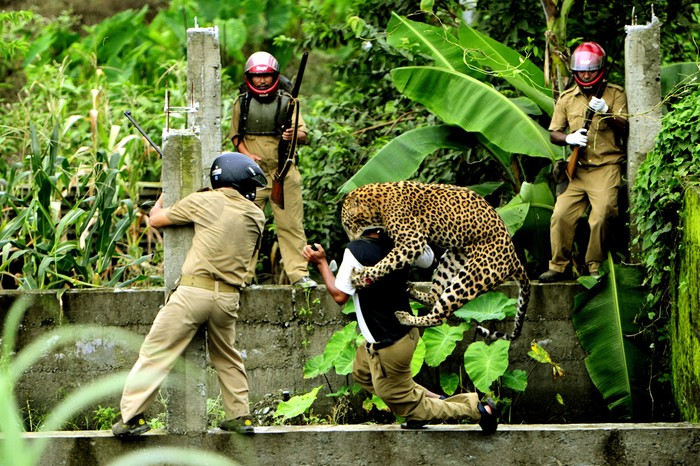 Tên tác phẩm: Man and Animal Conflict (Cuộc đụng độ giữa con người và động vật) – Một con báo tấn công nhân viên quản lý rừng sau khi anh này ném một hòn đá về phía nó tại một công trình xây dựng bỏ hoang ở làng Limbu, Siliguri, Tây Bengal, Ấn Độ. Tác giả: Salil Bera.
