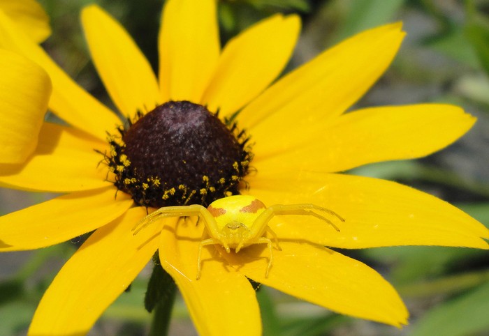 Tên tác phẩm: Yellow Spider on a Yellow Flower (Con nhện vàng trên bông hoa vàng) – Tác giả: Jeremy Crawford.